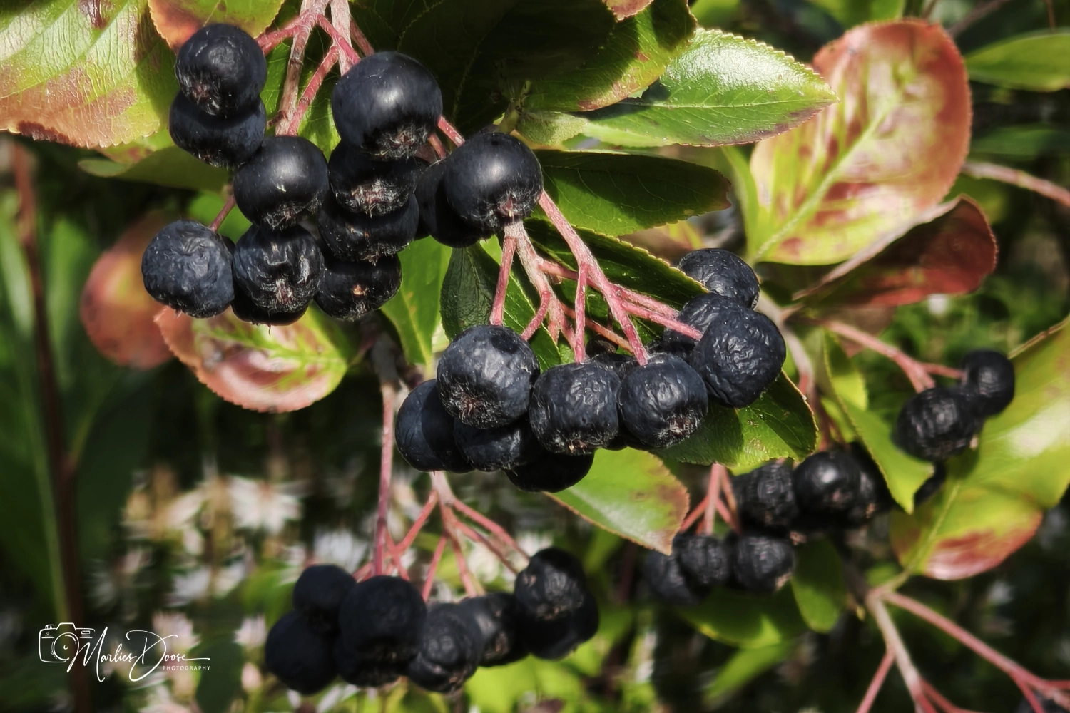 aronia halb
