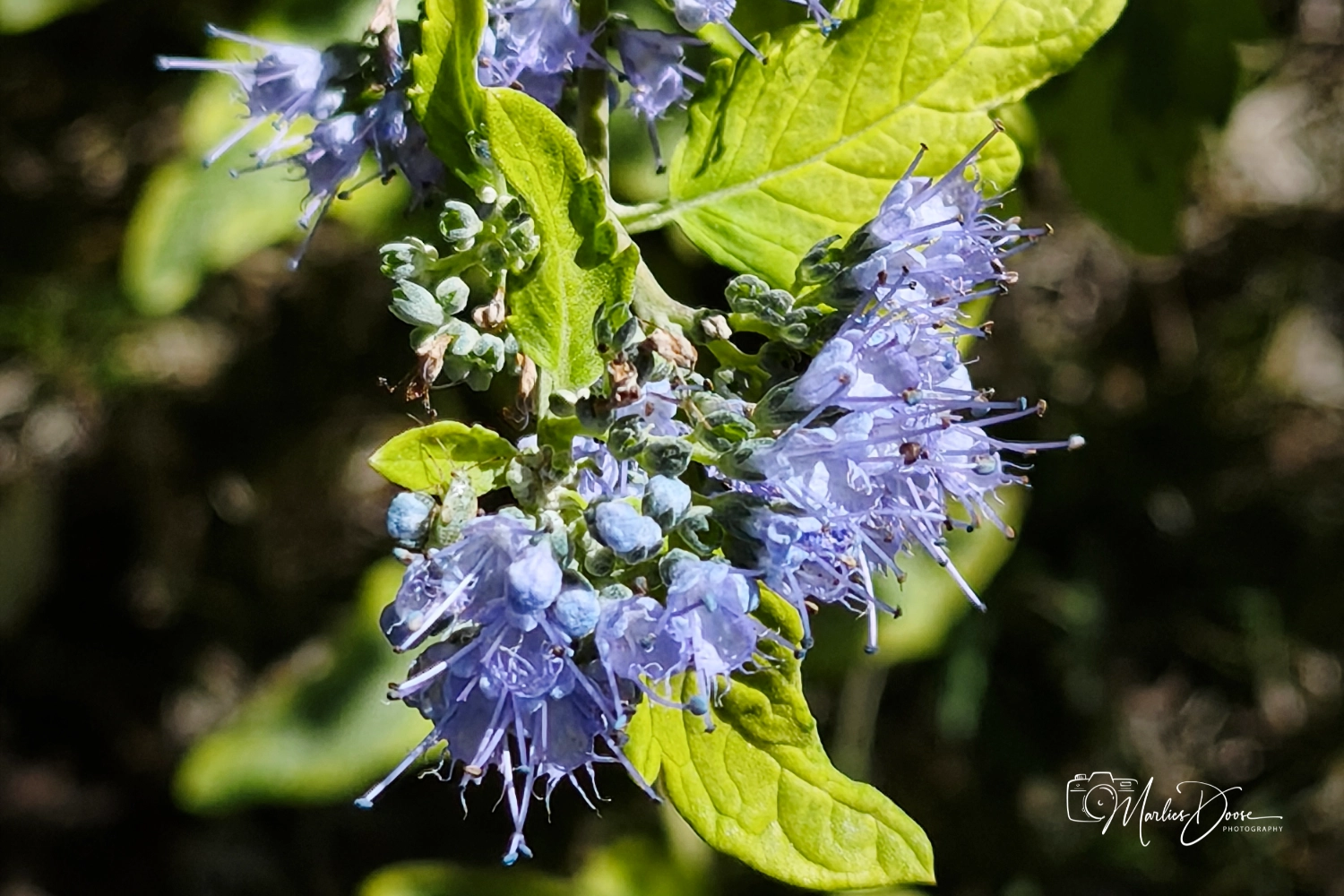 bartblume halb