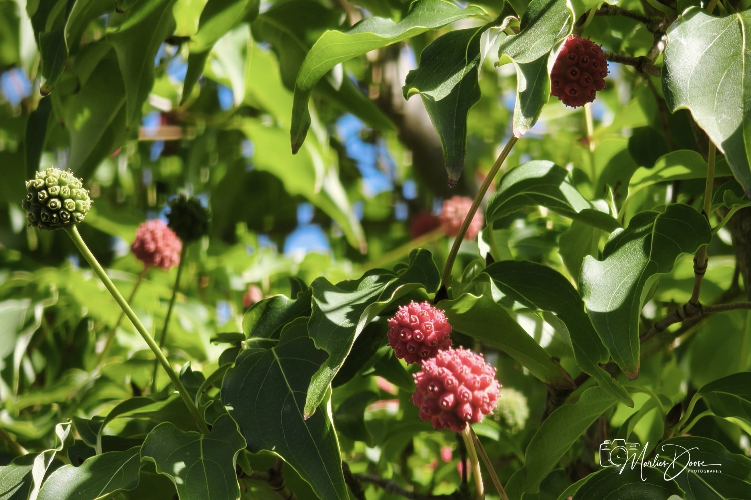 japanischer blumenhartriegel halb