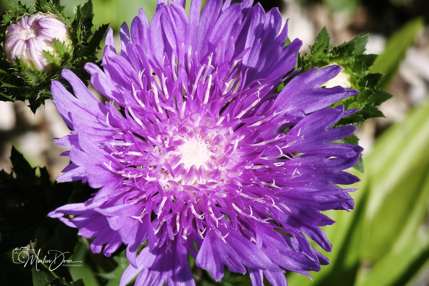 kornblumenaster halb