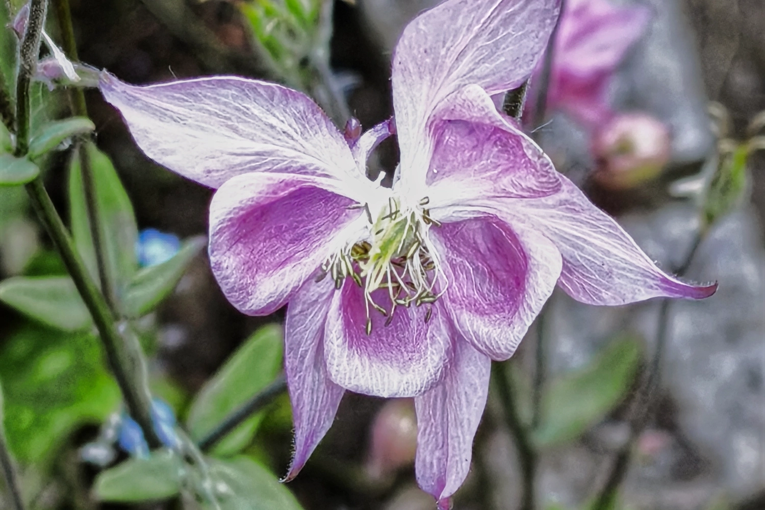 wiesen flockenblume small