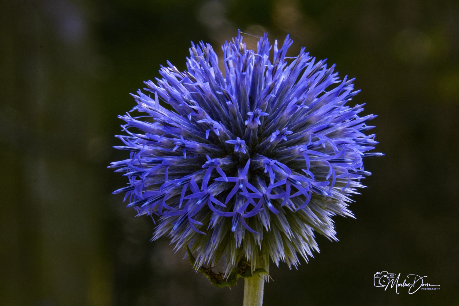 wiesen flockenblume small