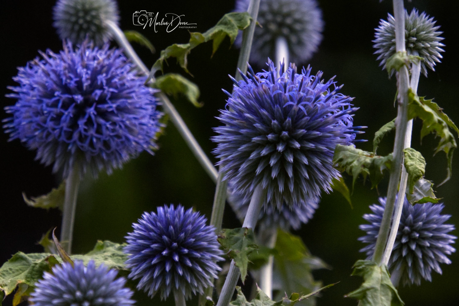 wiesen flockenblume small