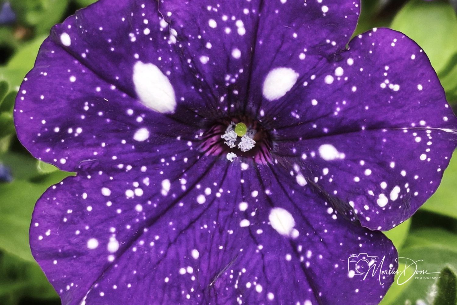wiesen flockenblume small