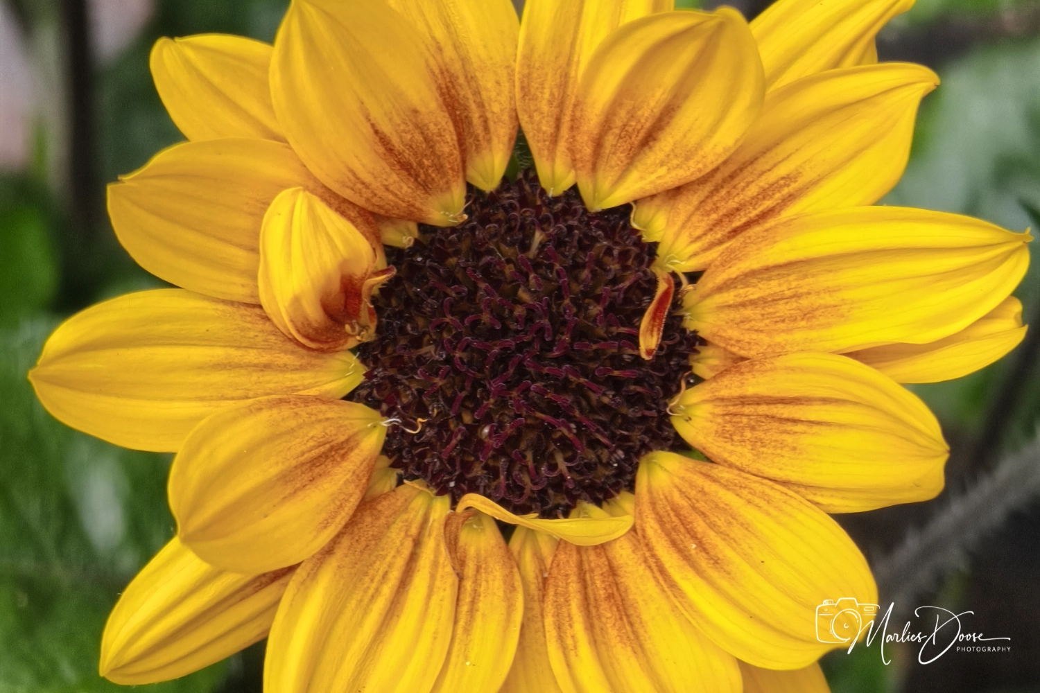 wiesen flockenblume small