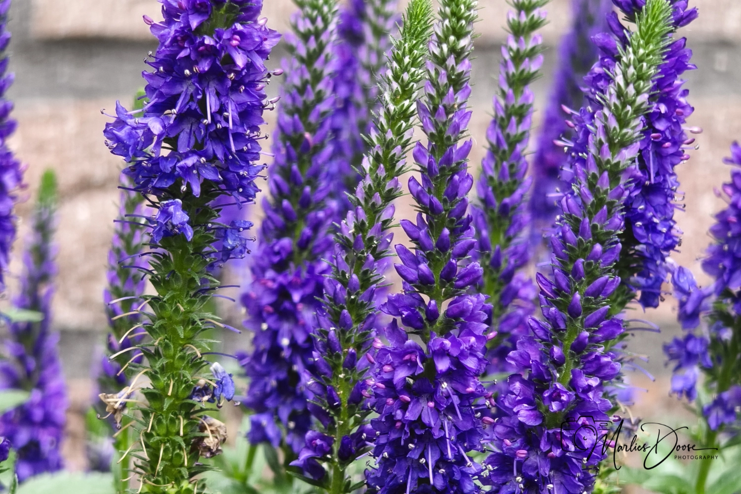 wiesen flockenblume small