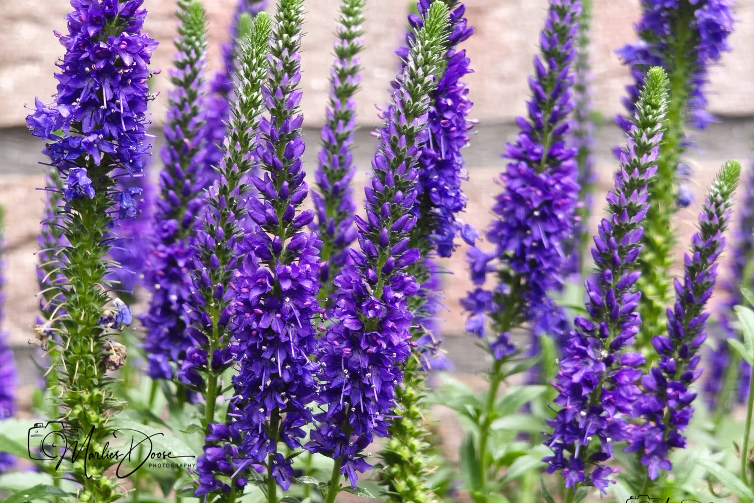 wiesen flockenblume small